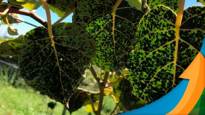 Epagri identificou 1º caso no Brasil de doença da mancha de fuligem em árvores de kiwi