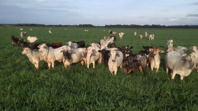 Fundação MS comprova maior estabilidade na soja a partir da integração com capim
