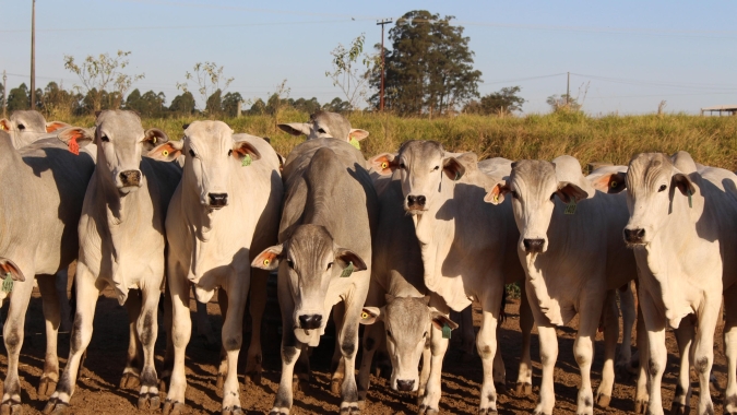 Agrobrazil: negócios captados em São Paulo têm valores entre R$ 300 e R$ 305