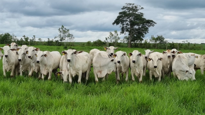 Mercado do boi apresenta cenário otimista com alta nos preços e demanda aquecida