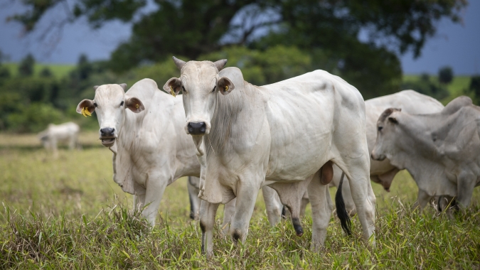 Mercado regionalizado e com oscilações mistas no aplicativo Agrobrazil
