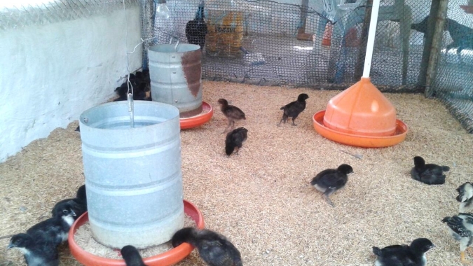 Agricultores aprendem sobre criação de galinhas caipiras em pequenas propriedades rurais