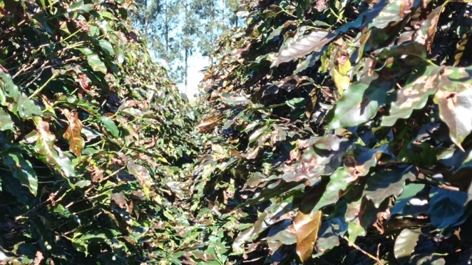 Café: Pelo menos 5 mil hectares foram atingidos pela geada na Alta Mogiana, estima Cocapec