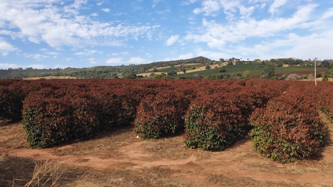 Dos produtores às tradings: Mercado de café está em pânico com a geada e quebra do Brasil, diz analista