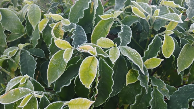 Frio preocupa cafeicultores do Sudeste e chuva ganha força no fim da semana