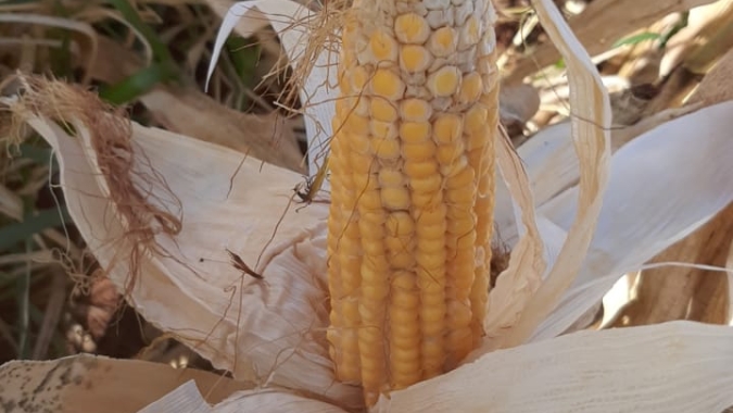 Grãos: Mais um dia de frio intenso no MS e PR com geadas em áreas de trigo e milho