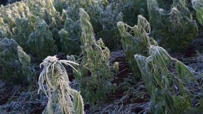 Ondas de frio reduzem estimativa de produção de milho segunda safra para 60,9 milhões de toneladas