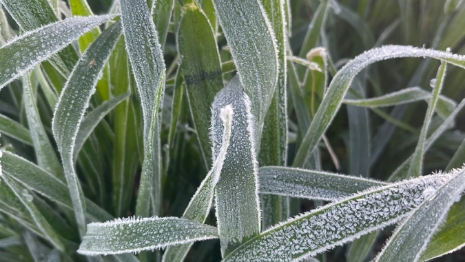Geada forte atinge áreas de trigo e aveia no norte do Rio Grande do Sul