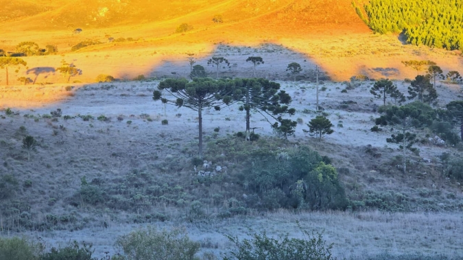 Frio extremo no Sul congela paisagens e acende alerta para mudanças no clima
