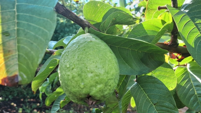 Cultivo de goiaba garante sucessão na região Central de Minas Gerais