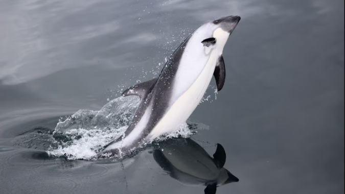 Gripe aviária se espalha pela costa do Chile e mata quase 9.000 espécies marinhas