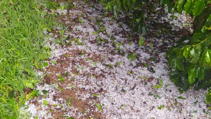 Lavouras de arábica são atingidas por granizo no Sul de Minas Gerais