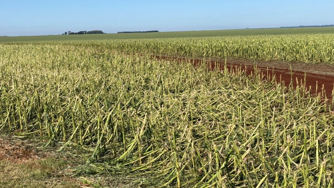 Granizo e vento forte atingem o oeste do PR e o sul do MS destruindo lavouras de milho, danificando estruturas e matando animais