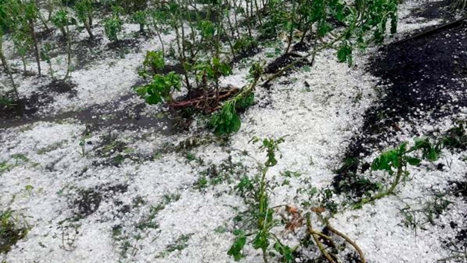 13 mil hectares de arábica foram afetados pela chuva de granizo; em muitas áreas a produção só deve ser retomada em 2024, aponta Emater