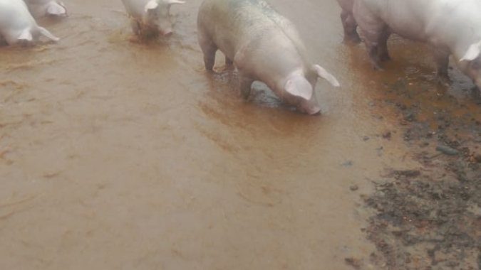 Proteína animal: enchentes no RS gera mortes de animais, perdas materiais e dificuldade de entrega de rações
