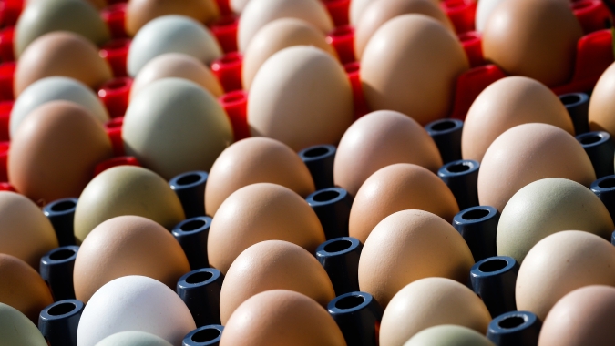Consumo de ovos bate recordes no Brasil e acelera transformação da produção avícola