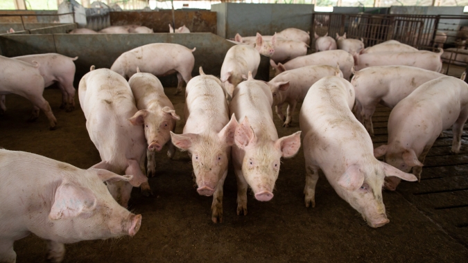 Suínos/Cepea: Competitividade cresce frente às concorrentes
