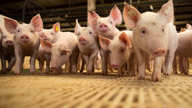 Mercado dos suínos segue com preços estáveis nesta 4ª feira