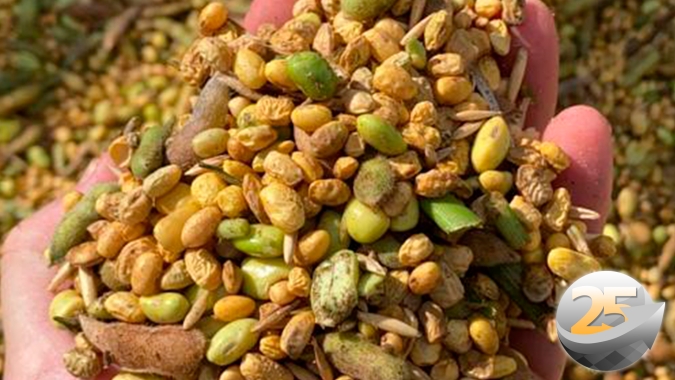 Com 15% das lavouras de soja colhidas, a média de produtividade em Santo Ângelo/RS está em 3,5 sc/ha