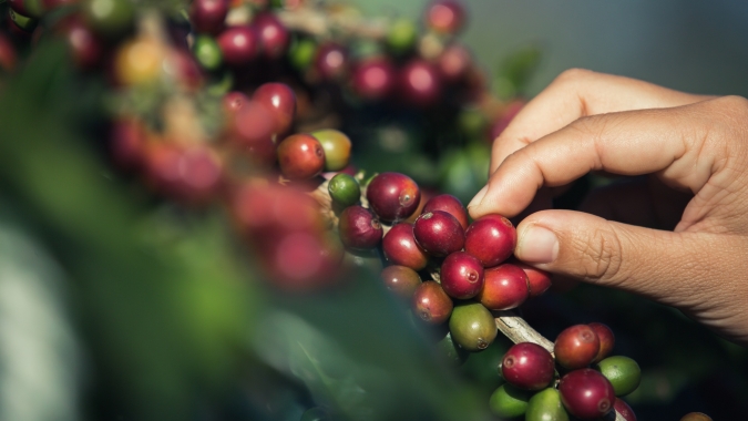 Funcafé tem juros definidos para a safra 2026/2027 e reforça apoio estratégico à cafeicultura brasileira