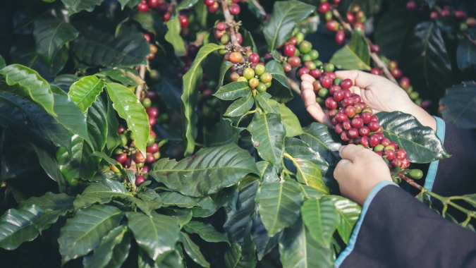 Café dispara nas bolsas internacionais e fecha sessão com altas expressivas nos contratos de 2026