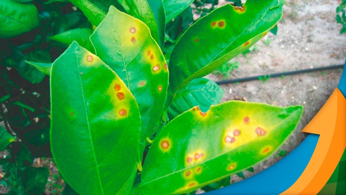 SP: Citricultores têm até 15 de julho para entregar o Relatório Cancro/HLB (Greening)