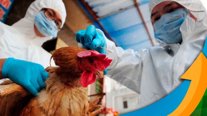 Gripe aviária atinge mais dois países da América do Sul e especialista fala em "alerta laranja" para o Brasil