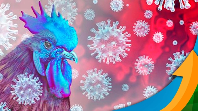 FAO ativa protocolos de coordenação e resposta a surtos de gripe aviária na região da América Latina e o Caribe