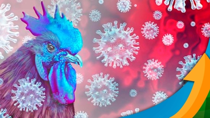 Um ano de gripe aviária no Brasil: especialista fala em aumentar níveis de biosseguridade para garantir proteção da avicultura comercial