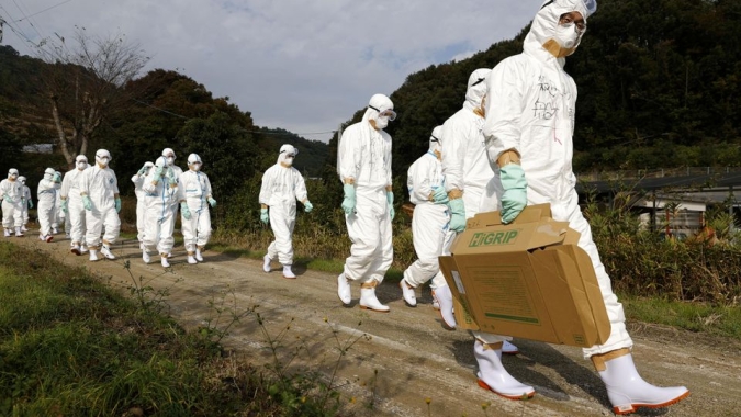 Chile confirma primeiro caso de gripe aviária em granja comercial e suspende automaticamente exportação de carne de aves