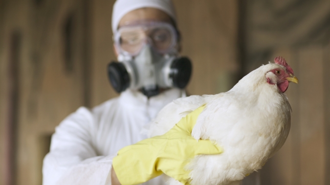 Brasil confirma dois novos casos de gripe aviária em animais silvestres e total sobe para 125