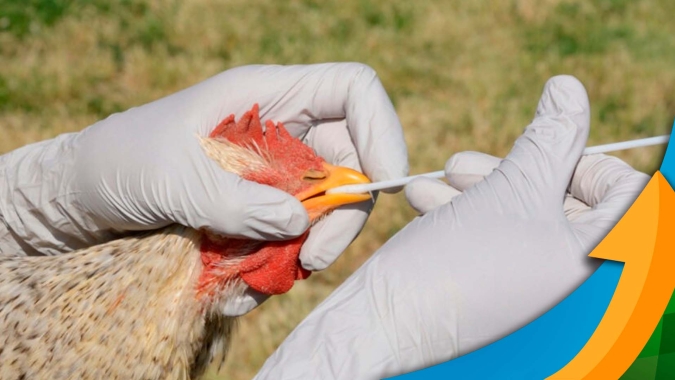 Após um mês da detecção da gripe aviária no Brasil, especialista detalha avanços nas discussões sobre biosseguridade, vacinação e situação de mercado