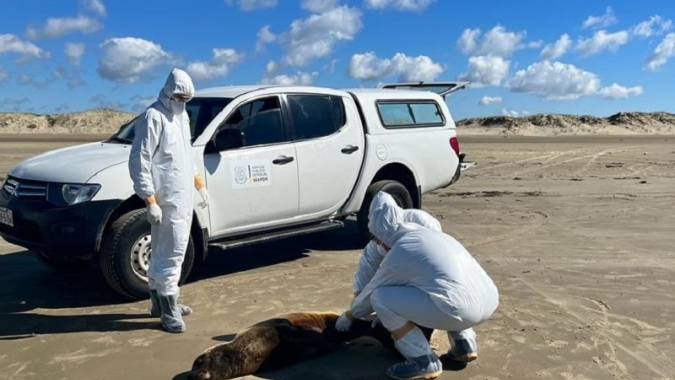 RS: Gripe aviária demanda cuidados para quem está no litoral