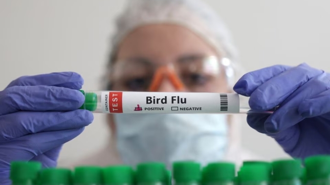 Casos de gripe aviária vêm em curva de queda, mas especialista alerta para próximo fluxo de migração