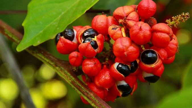 Aplicativo CronosPlantio auxilia agricultor no manejo das culturas de banana e guaraná