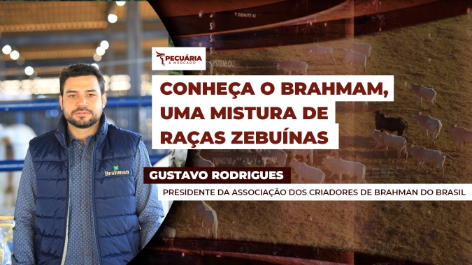 A raça Brahman , de origem norte-americana, tem mistura com nelore e gir , adaptada para climas quentes