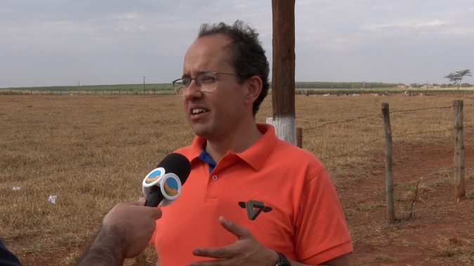 Recria Intensiva a Pasto quadruplica quantidade de gado e permite mais giros na mesma área