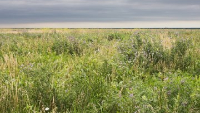 USDA autoriza produtores a cultivarem em áreas "sensíveis ambientalmente" para mitigar efeitos da guerra