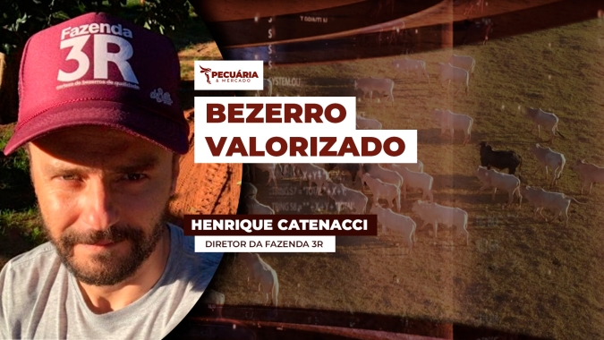 Mercado de bezerros segue disposto a pagar mais por animais de qualidade