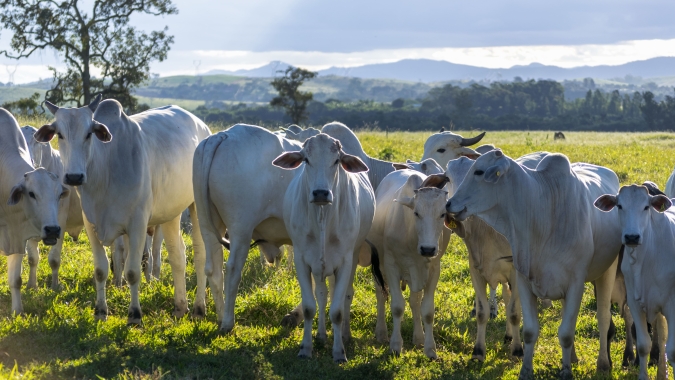 Agrobrazil: Mercado hoje apresenta um cenário misto, com São Paulo e Pará sustentando altas no preço médio