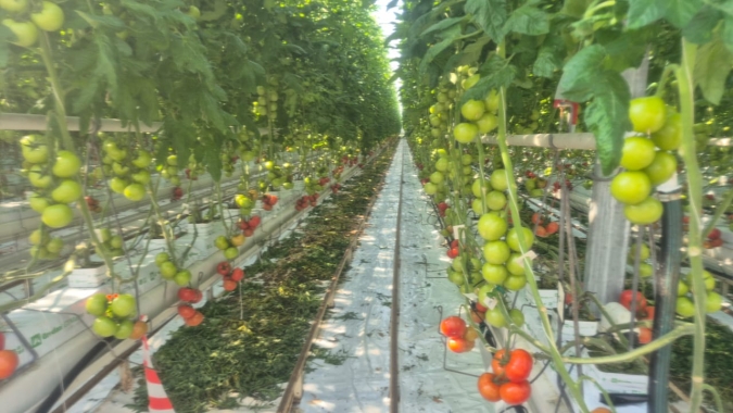 A qualidade dos vegetais começa aqui: centros de pesquisa na Holanda desenvolvem e testam novas sementes antes delas chegarem aos produtores