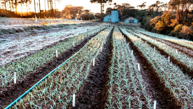 Frio intenso e geadas de julho causaram danos pontuais em hortaliças e frutas em SC