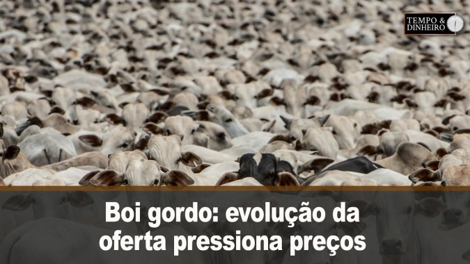 Boi gordo: evolução da oferta pressiona preços. Acompanhe o comentário de Hyberville Neto