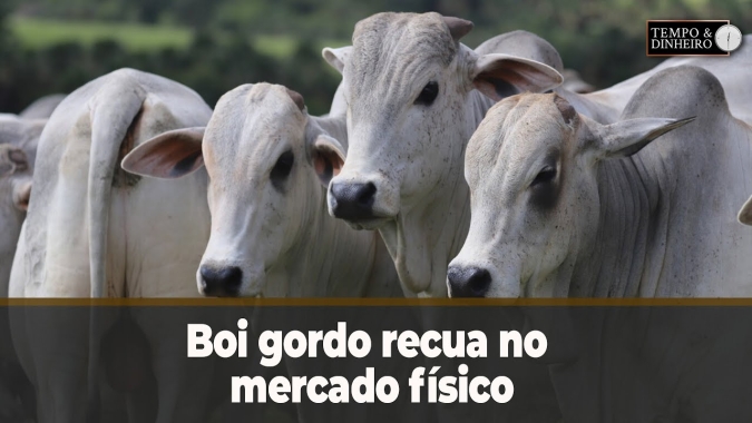 Boi gordo recua no mercado físico e fica do lado positivo na B3