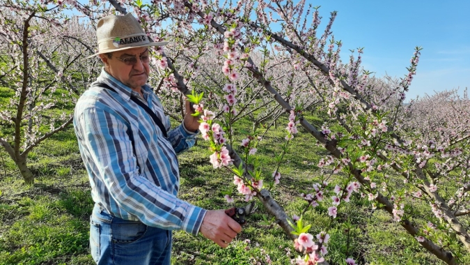 Enquanto algumas frutícolas estão em plantio ou colheita, outras estão em período de manejo no RS