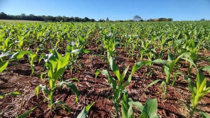 Conab indica plantio do milho verão em 65,9% no Brasil e com atraso superior à 10 pontos percentuais