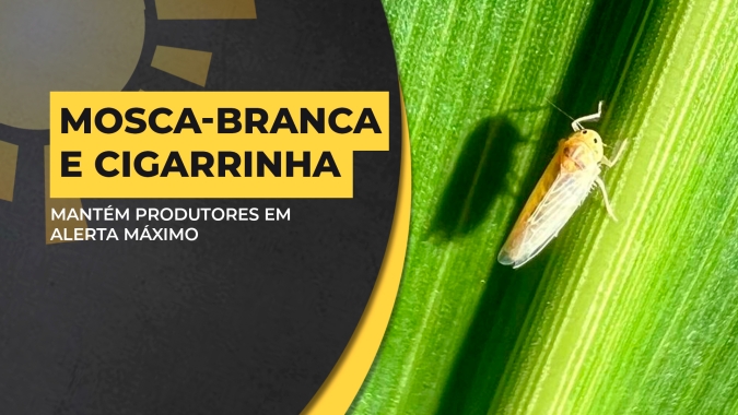 Mosca-branca e Cigarrinha: Ataques continuam severos e mantém produtores em alerta máximo