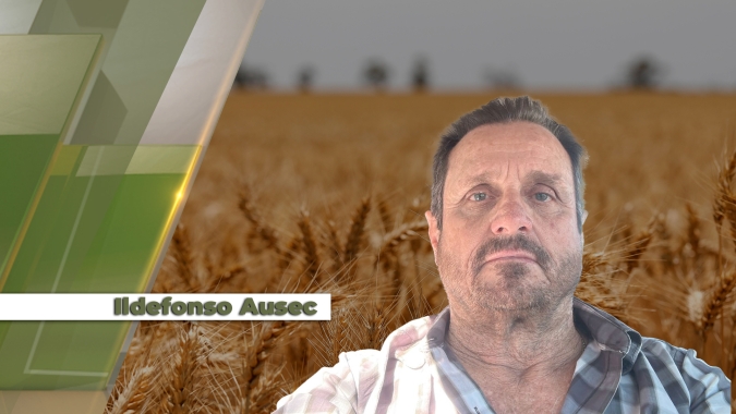 Trigo que já sofria com 50 dias sem chuvas foi afetado por geadas em Dr.Camargo/PR