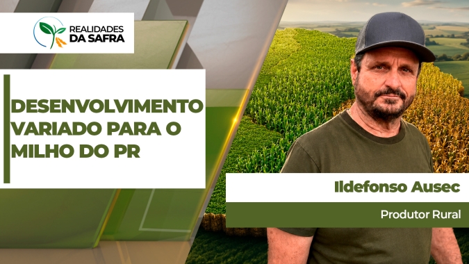 Região de Dr. Camargo/PR apresenta desenvolvimento muito variado para a safra de milho