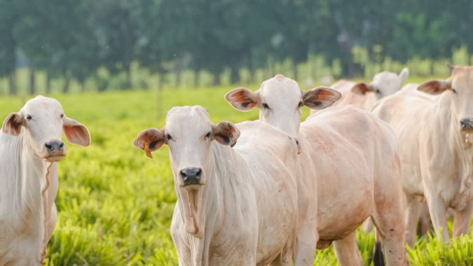 Rede ILPF e Secretaria de Agricultura do Rio de Janeiro assinam acordo para expansão do Sistema Integração-Lavoura-Pecuária-Floresta no estado